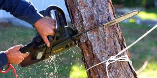 How Our Tree Care Process Works  in  North Bend, OR